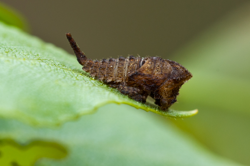 Centrotus cornutus (ninfa)